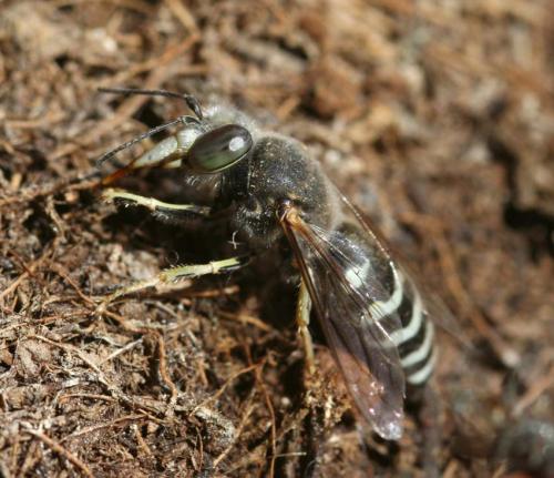 Réf. 20 231 : Bembix oculata