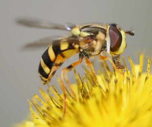 Réf. 20 536 : Dasysyrphus albostriatus