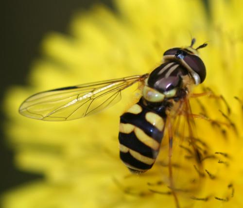 Réf. 20 549 : Dasysyrphus albostriatus