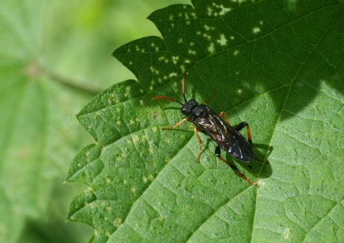 Siobla sturmii