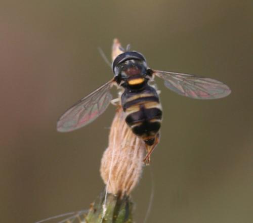 Réf. 20 485 : Paragus quadrifasciatus