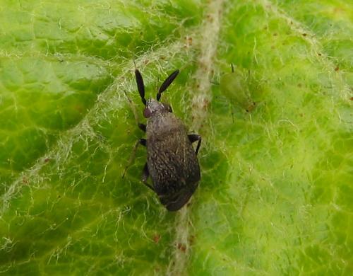 Réf. 20 767 : Atractotomus sp.