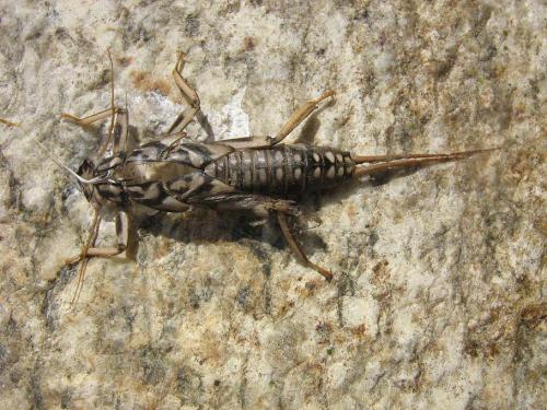 Réf. 20 711 : Perla marginata