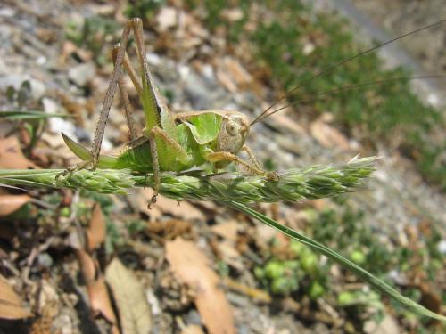 Réf. 20 961 : Platycleis sp.