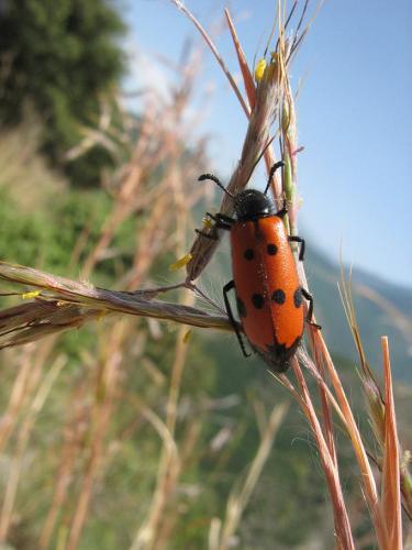 Réf. 20 825 : Mylabris quadripunctata