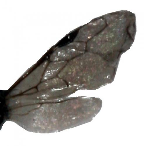 Réf. 20 136 : Crabroninae inconnu