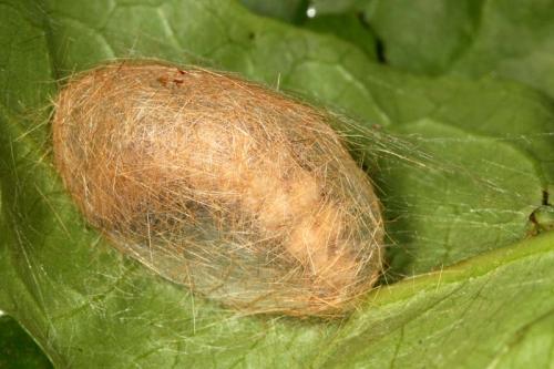 Diaphora mendica