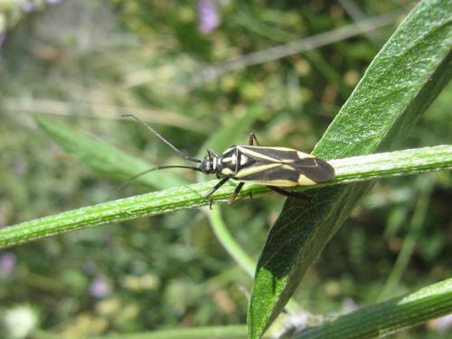 Hadrodemus m-flavum