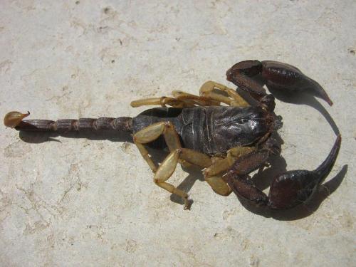 Euscorpius flavicaudis