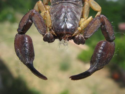 Euscorpius flavicaudis