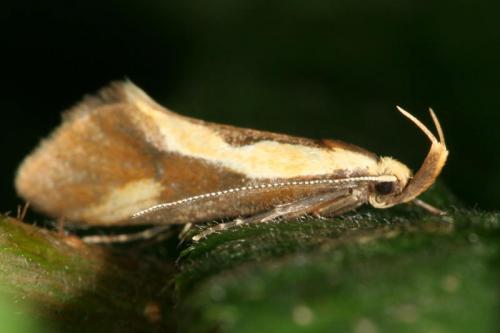 Harpella forficella