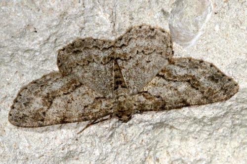 Ectropis crepuscularia