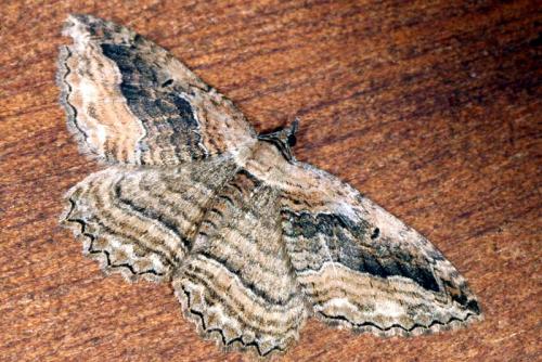 Philereme transversata