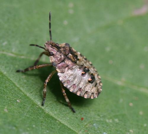 Pentatoma rufipes