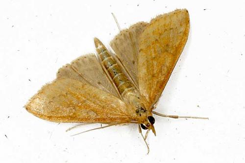 Udea ferrugalis