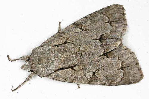 Réf. 20 257 : Acronicta sp.