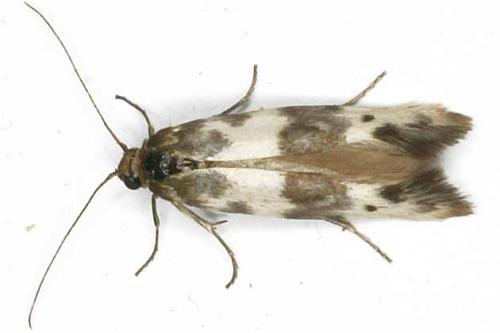 Réf. 20 846 : Enolmis acanthella