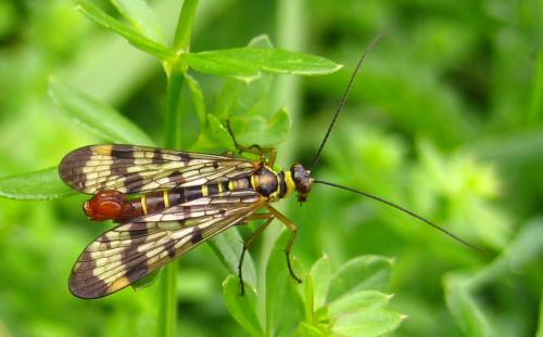 Panorpa vulgaris