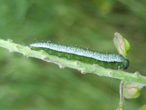 Réf. 20 453 : Anthocharis cardamines