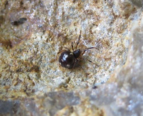 Réf. 20 505 : Crustulina guttata
