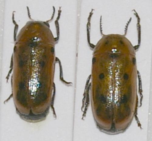 Réf. 20 394 : Tituboea biguttata