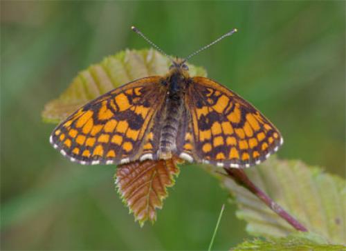 Melitaea sp.