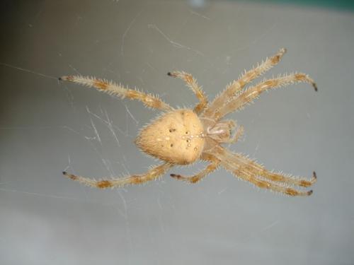 Araneus diadematus