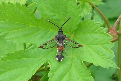 Réf. 20 087 : Synanthedon formicaeformis