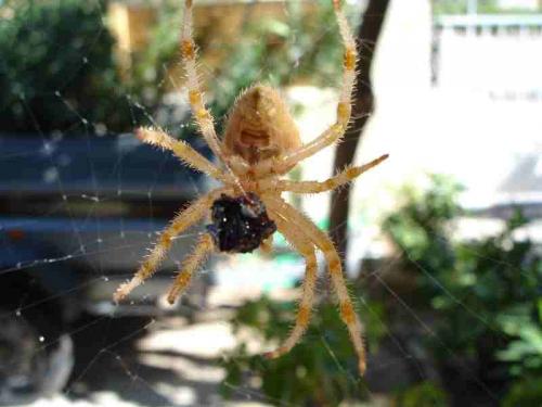 Araneus diadematus