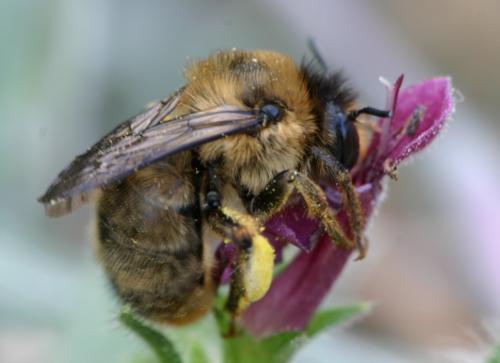 Réf. 20 117 : Anthophora furcata