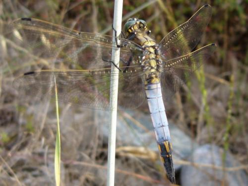 Orthetrum cancellatum