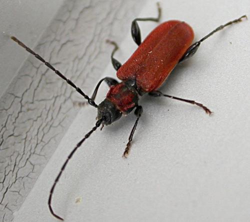 Pyrrhidium sanguineum