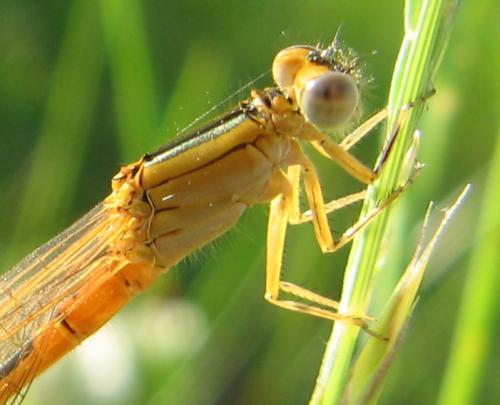 Ischnura pumilio