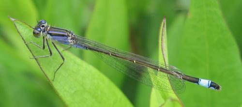 Ischnura elegans