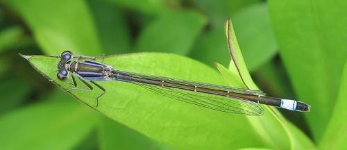 Ischnura elegans