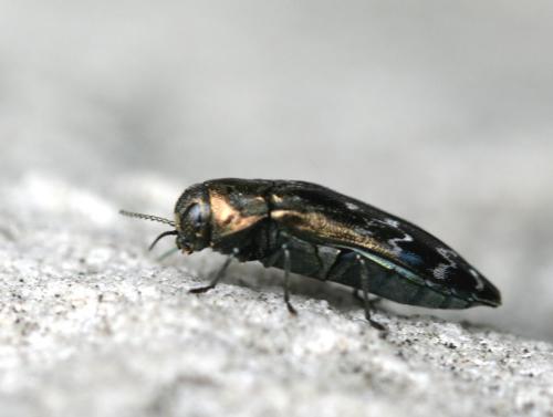 Réf. 20 466 : Coraebus undatus