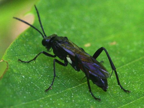 Réf. 20 935 : Macrophya blanda