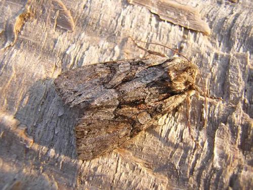 Réf. 20 171 : Lacanobia thalassina