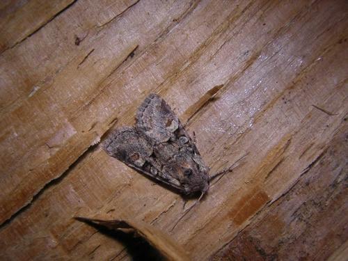Réf. 20 170 : Brachylomia viminalis