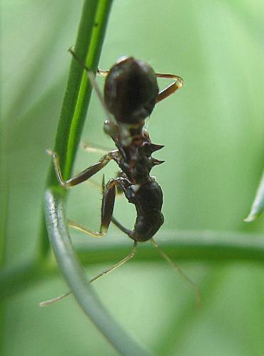 Himacerus mirmicoides