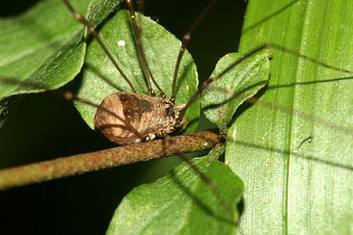 Réf. 20 649 : Leiobunum blackwallii