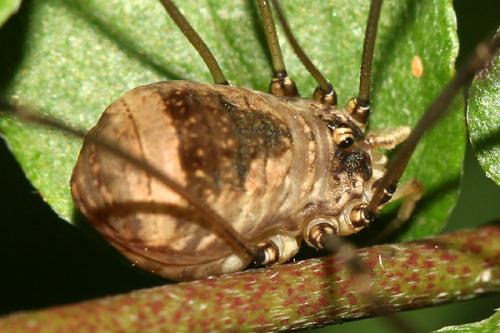 Leiobunum blackwallii