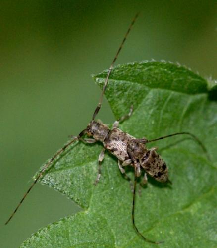 Réf. 20 469 : Leiopus femoratus