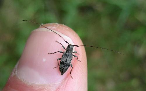 Leiopus femoratus