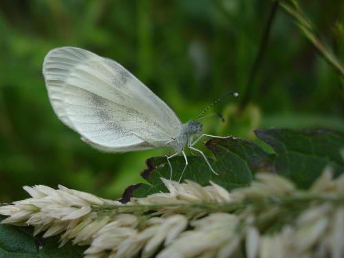 Leptidea sp.