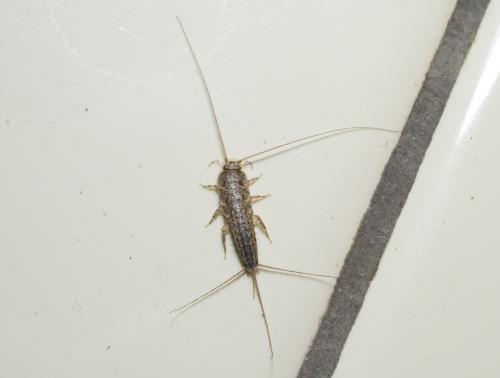 Ctenolepisma sp.