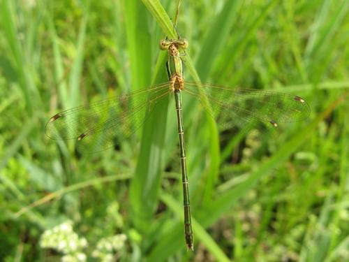 Lestes barbarus