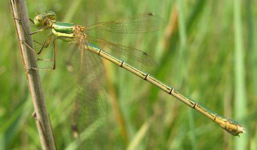 Lestes barbarus