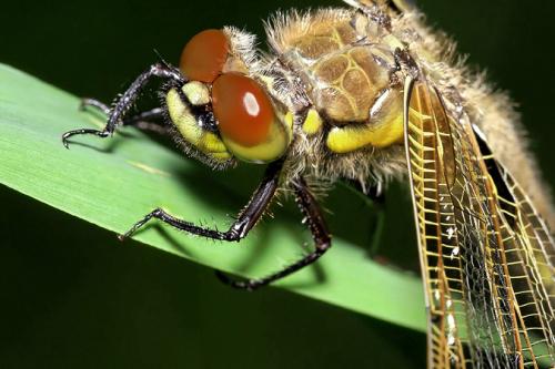 Libellula quadrimaculata