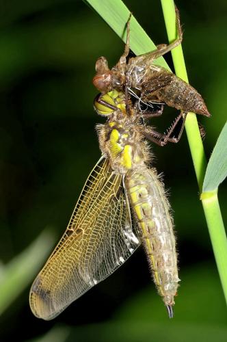 Libellula quadrimaculata